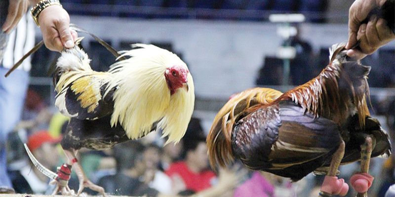 Các quy tắc chung được áp dụng trong trận đấu đá gà tại Malaysia