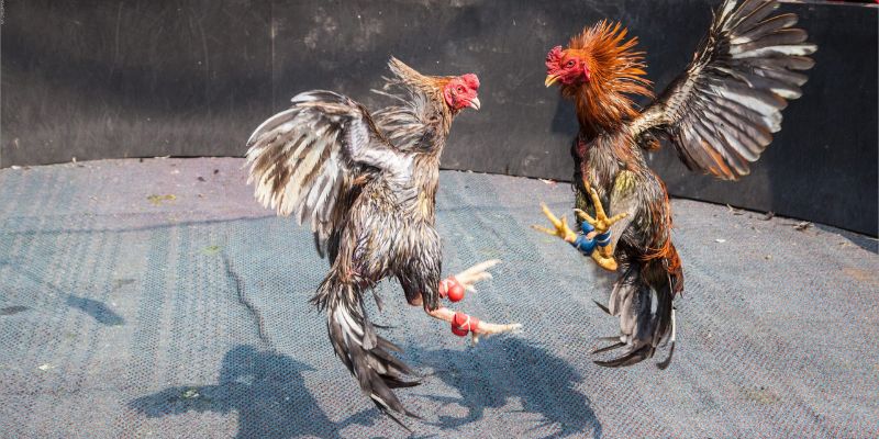 Chiến lược chinh phục cá cược tại Malaysia cực hiệu quả