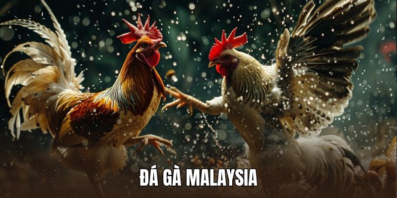 Đá Gà Malaysia: Luật Tham Gia Cơ Bản Và Bí Quyết Thắng Lớn