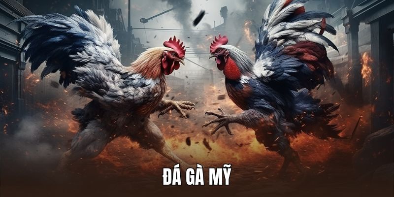 Đá Gà Mỹ - Loại Hình Đá Gà Căng Thẳng, Kịch Tính 2025