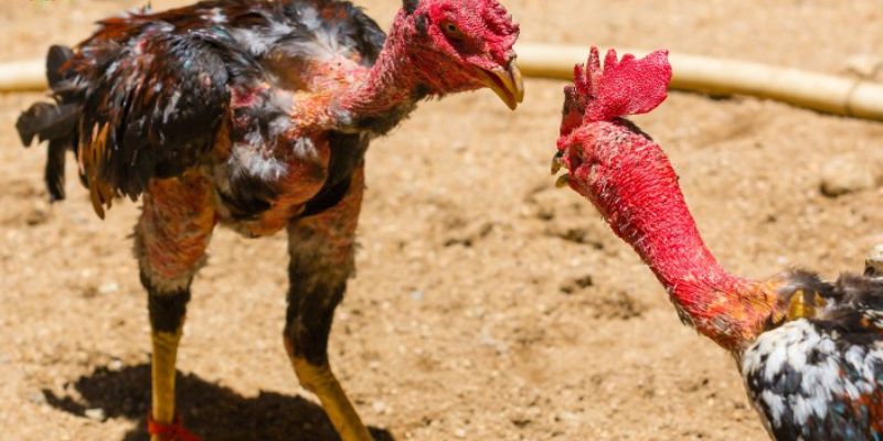 Tổng quan về đá gà Thomo