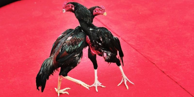 Sơ lược về sảnh cược Odin Gamecook 92LOTTERY