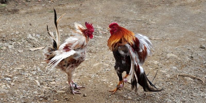 Thông tin cơ bản về sảnh WS168 92LOTTERY