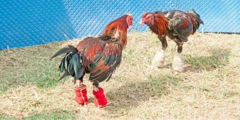 Đặt cược đá gà Thomo tại sân chơi 92LOTTERY