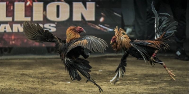 Một số hình thức chơi đá gà tại Odin Gamecook 92LOTTERY