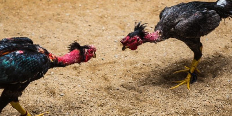 Luật chơi đá gà Thomo quy định thời gian tổ chức trận đấu