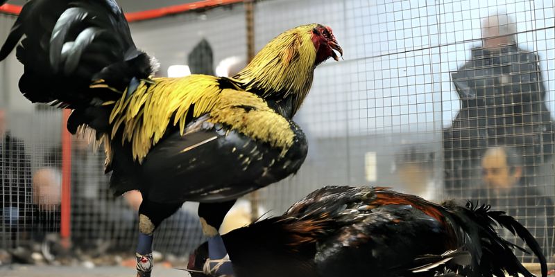 Quy định chung của một trận đấu đá gà Mỹ