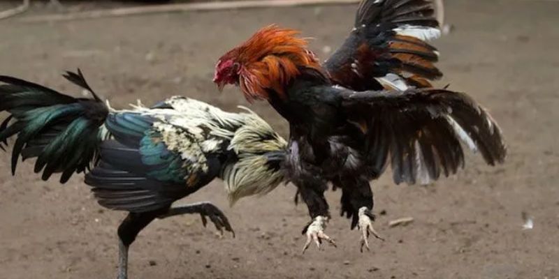 Hình thức chơi đá gà cựa sắt tại nền tảng WS168 92LOTTERY