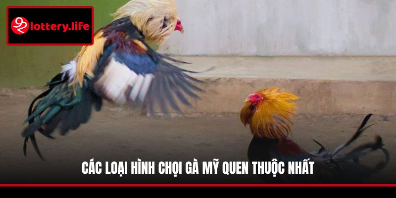 Các loại hình chọi gà Mỹ quen thuộc nhất