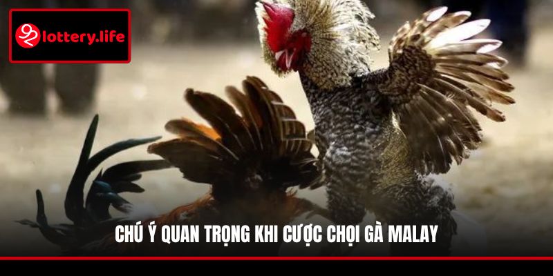 Chú ý quan trọng khi cược chọi gà Malay