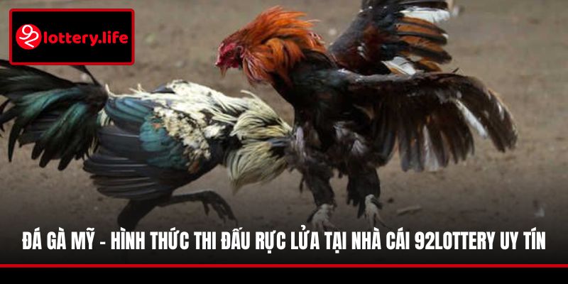 Đá gà Mỹ - hình thức thi đấu rực lửa tại nhà cái 92LOTTERY uy tín