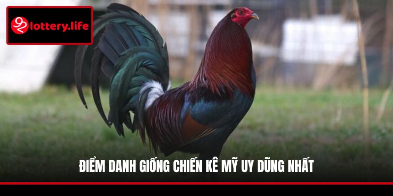 Điểm danh giống chiến kê Mỹ uy dũng nhất