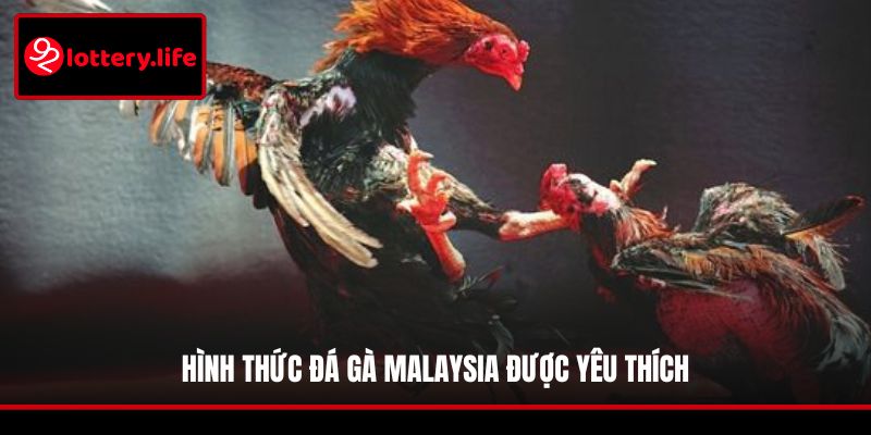 Hình thức đá gà Malaysia được yêu thích