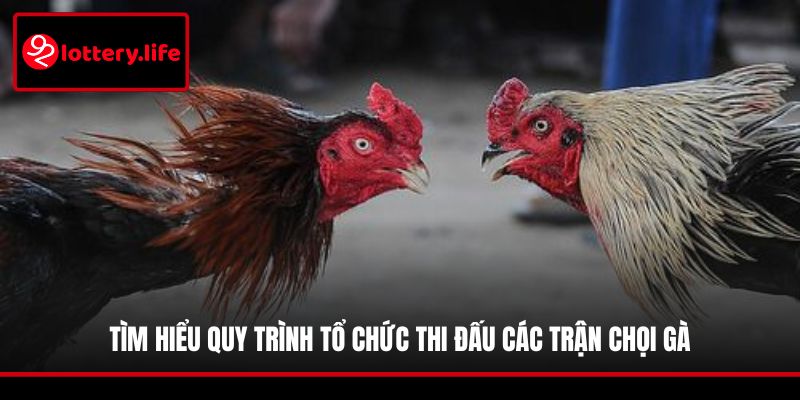 Tìm hiểu quy trình tổ chức thi đấu các trận chọi gà